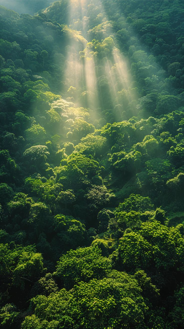 Tropical Background